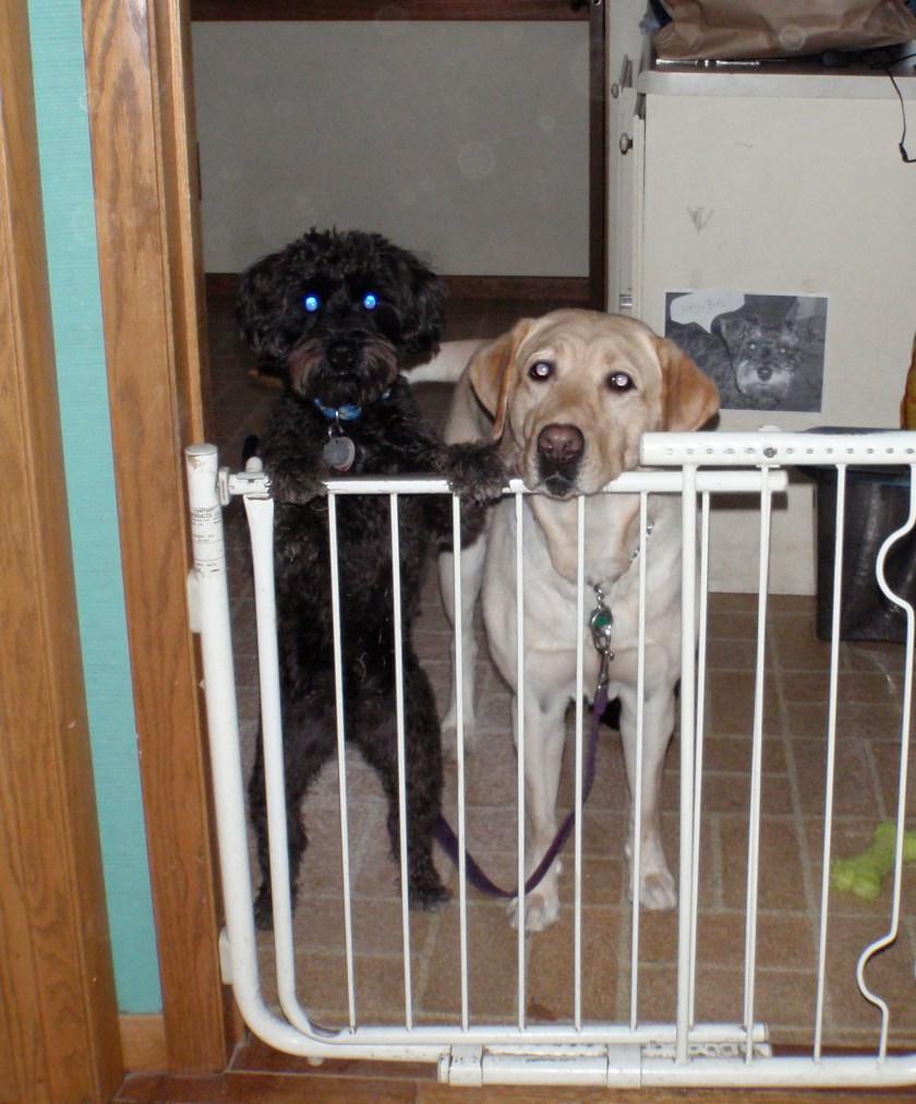 Guide Dog Nira and Schnoodle Jack