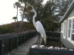Egret on Deck of Hermitage Arts Retreat