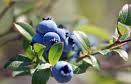wild blueberries