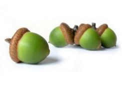 acorns