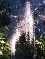 IMG00056-20110129-0831