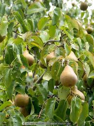 Pear Tree