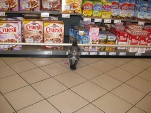 Pigeon in Dutch Convenience Store