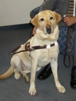 guide dog, Nira