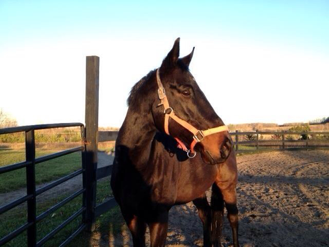 Horse, Dream, Man, Helsinki&nbsp;1980